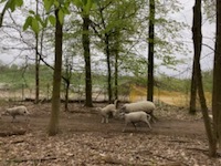 Un troupeau de moutons passe dans le parc de La Courneuve début avril 2021.